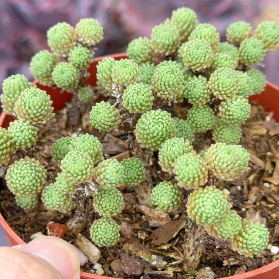 Sedum multiceps Succulent Plant