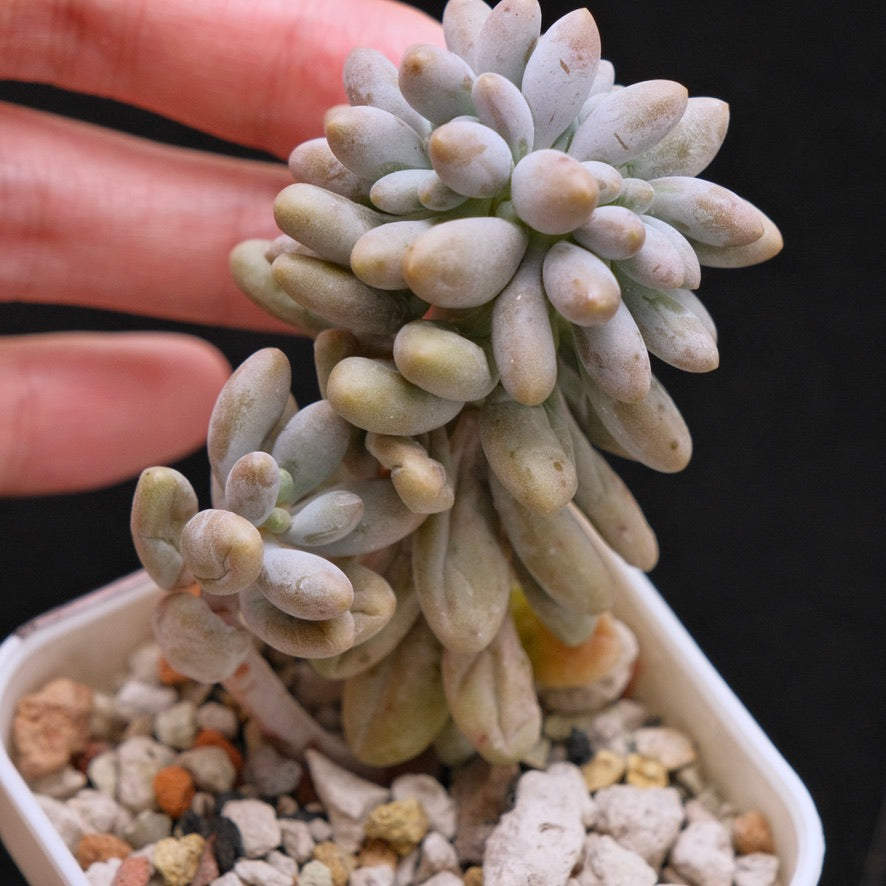 Crested Pachyphytum brachetti Korean Succulent Plant