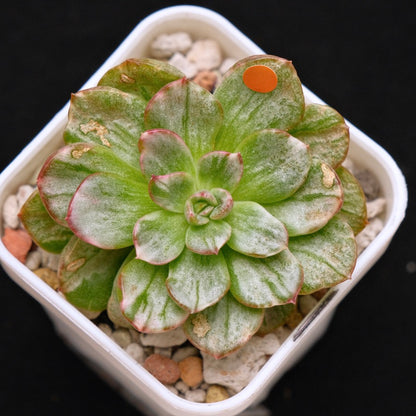 Variegated Echeveria Chris Boney Korean Succulent Plant