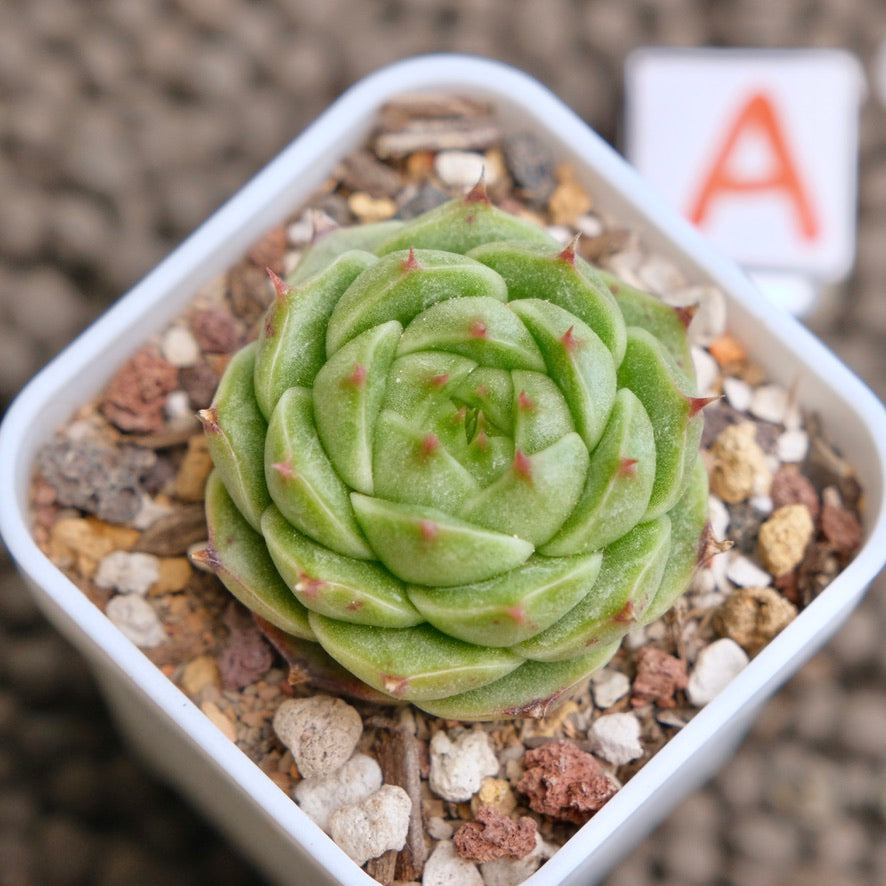 Echeveria Red Pupil Imported Succulent Plant - A