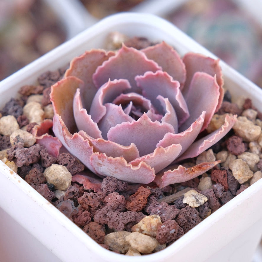 Echeveria shaviana Pink Frills Succulent Plant