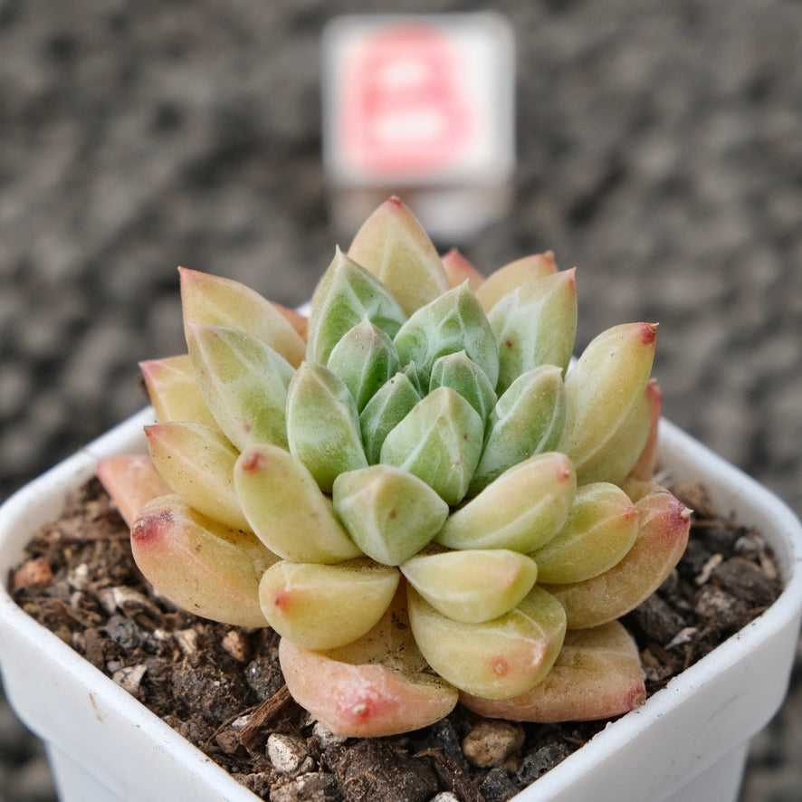 Pachyveria Unicorn Korean Succulent Plant Changhee Hybrid