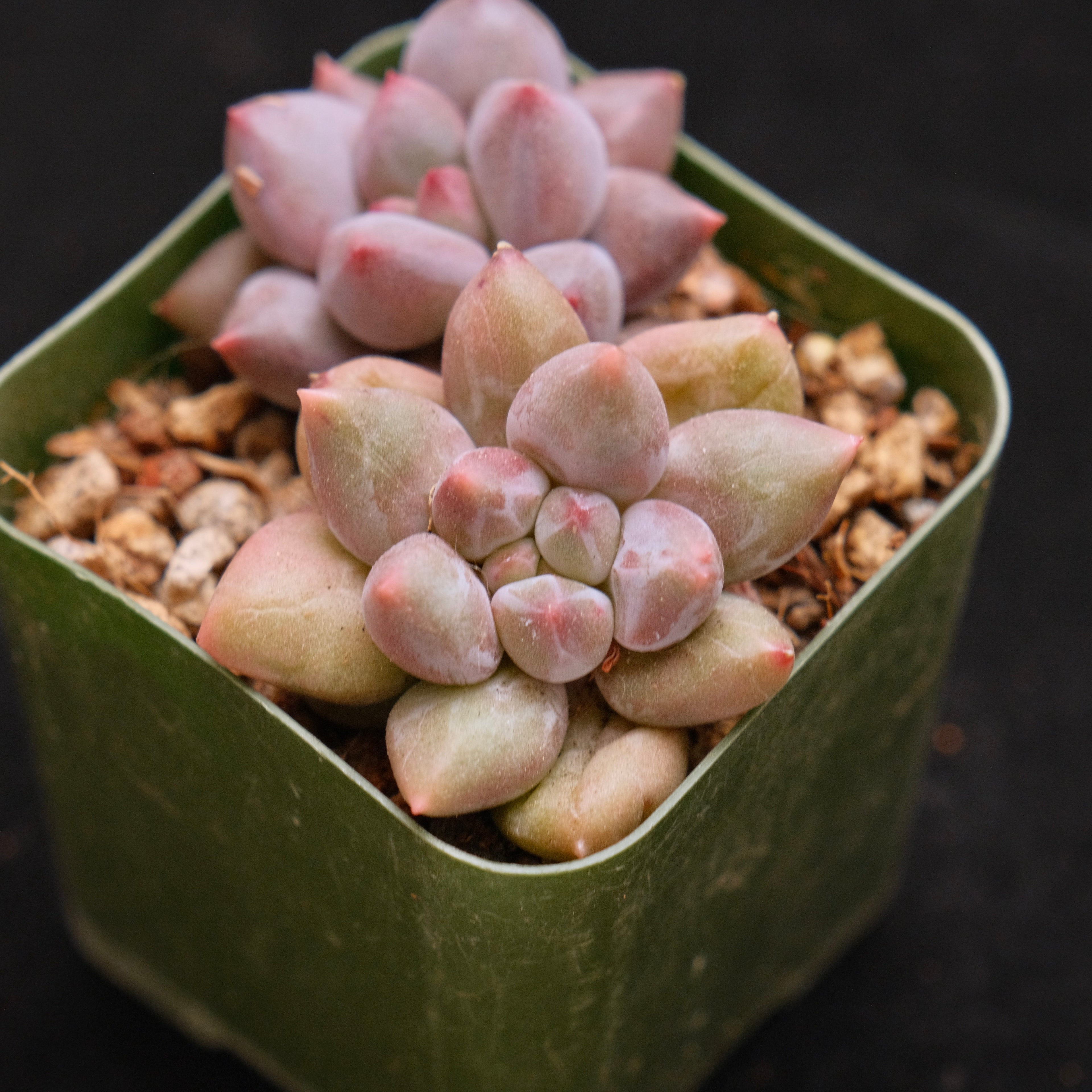 Pachyveria Angel Finger babies Korean Succulent Plant