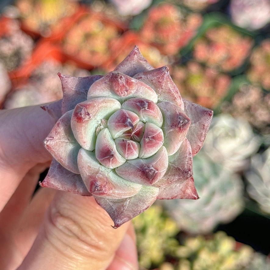 Echeveria Betelgeuse Succulent Plant *New* E