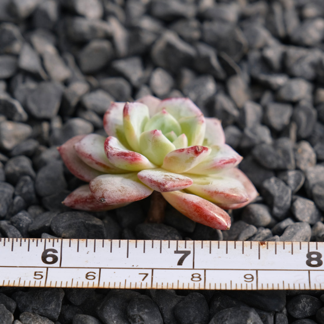 Echeveria Moby Dick Korean Succulent Plant Rare Hwaga hybrid