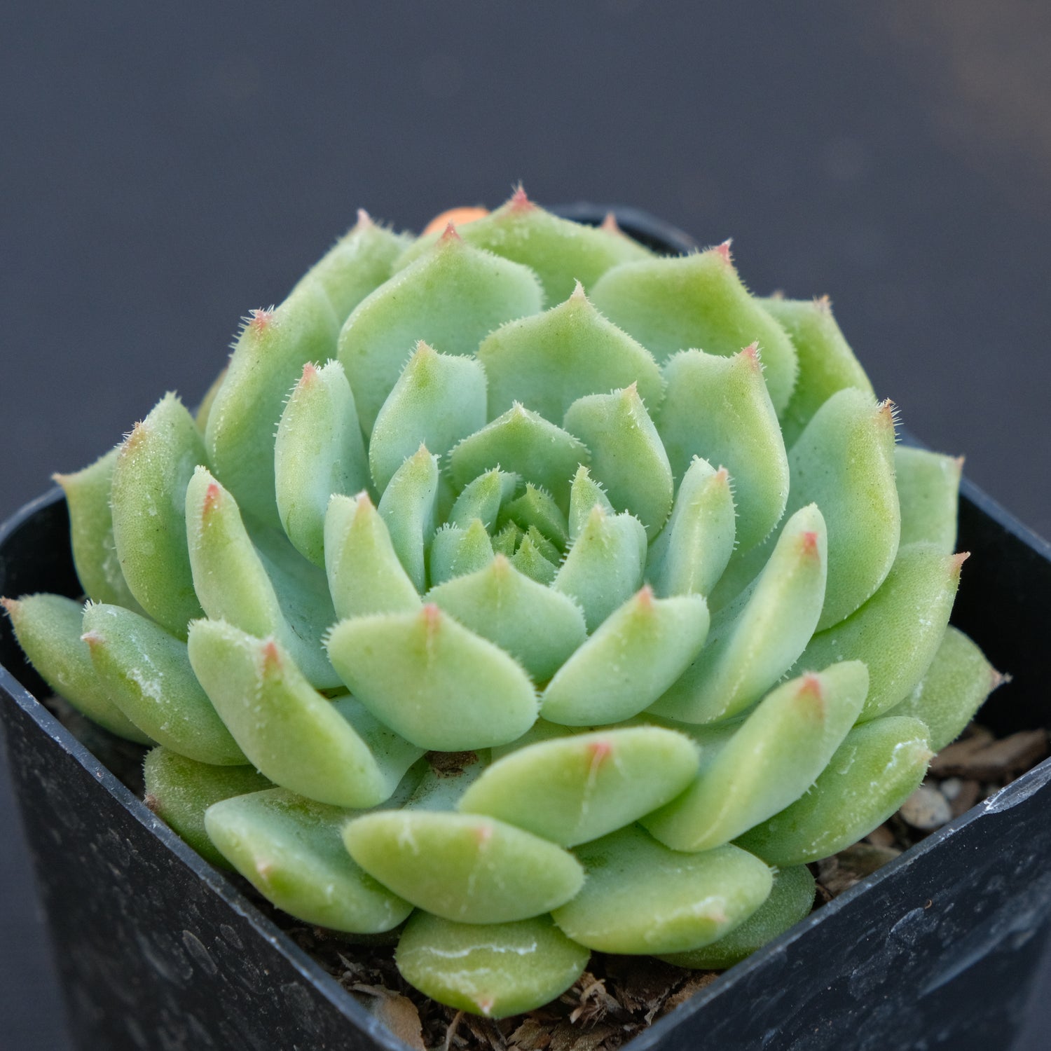 Echeveria Dondo Succulent Plant