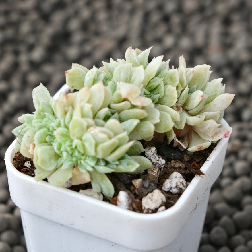 Crested Echeveria laui x mos Korean Succulent Plant Changhee Hybrid