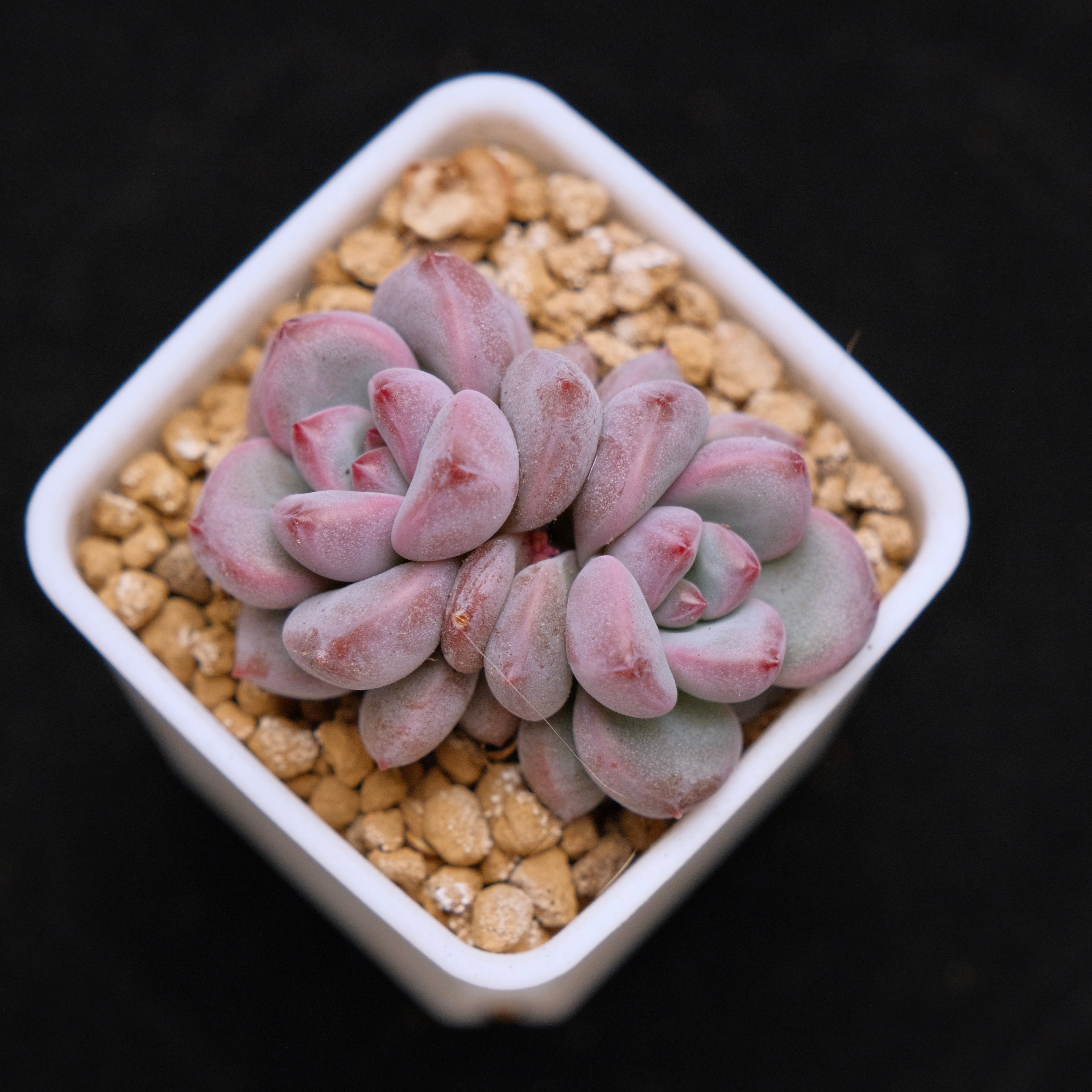 Pachyveria Damian babies Korean Succulent Plant