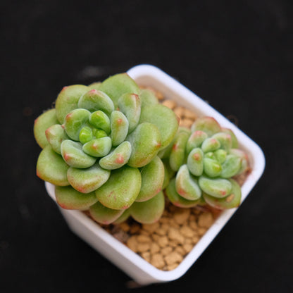 Sedum Shangrila Korean Succulent Plant