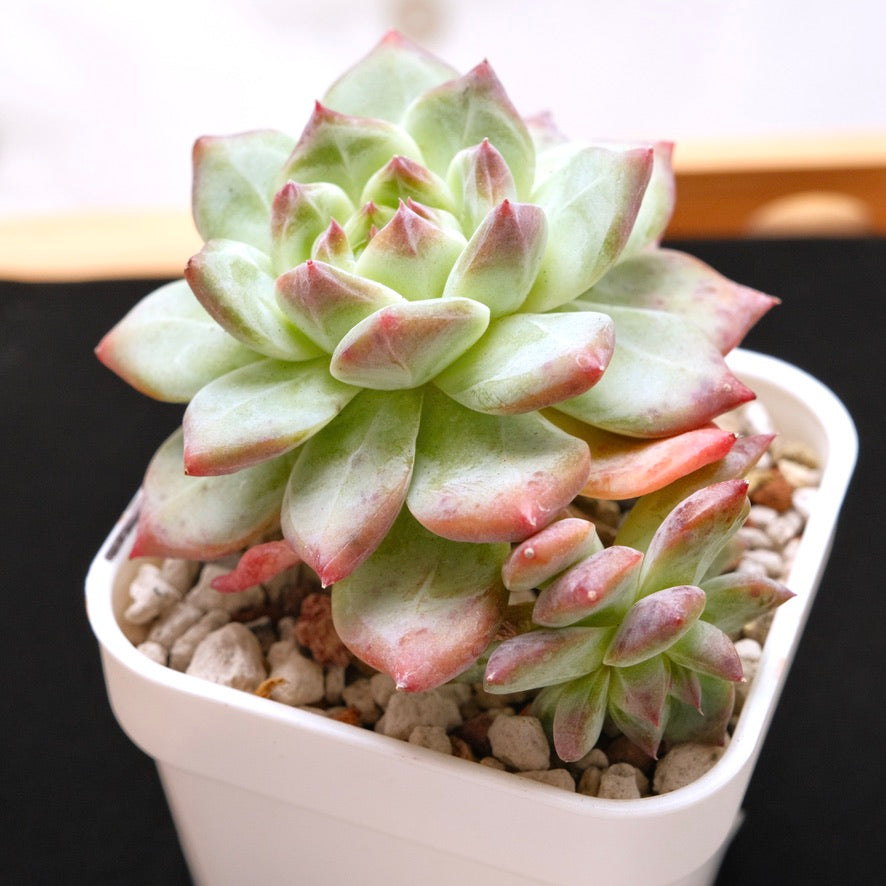 Big Echeveria colorata hybrid Korean Succulent Plant