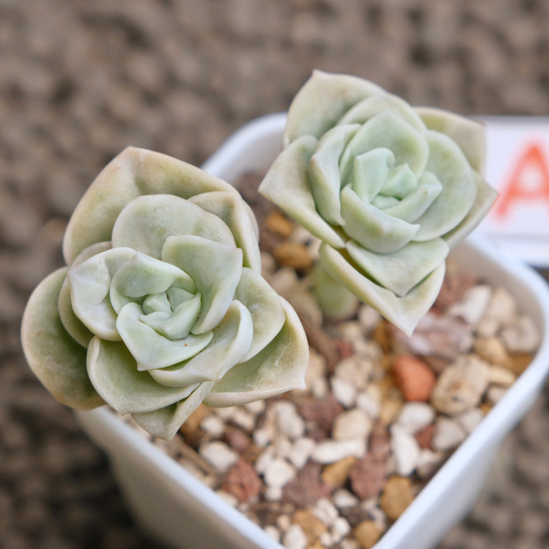 Graptoveria Lovely Rose double Imported Succulent Plant - A