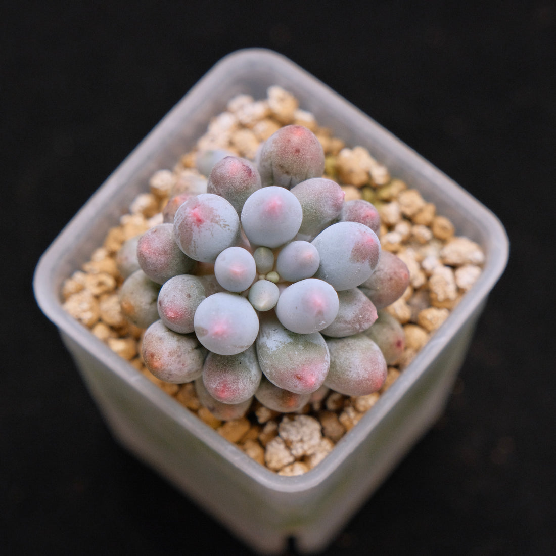 Pachyphytum Baby Fingers Korean Succulent Plant small