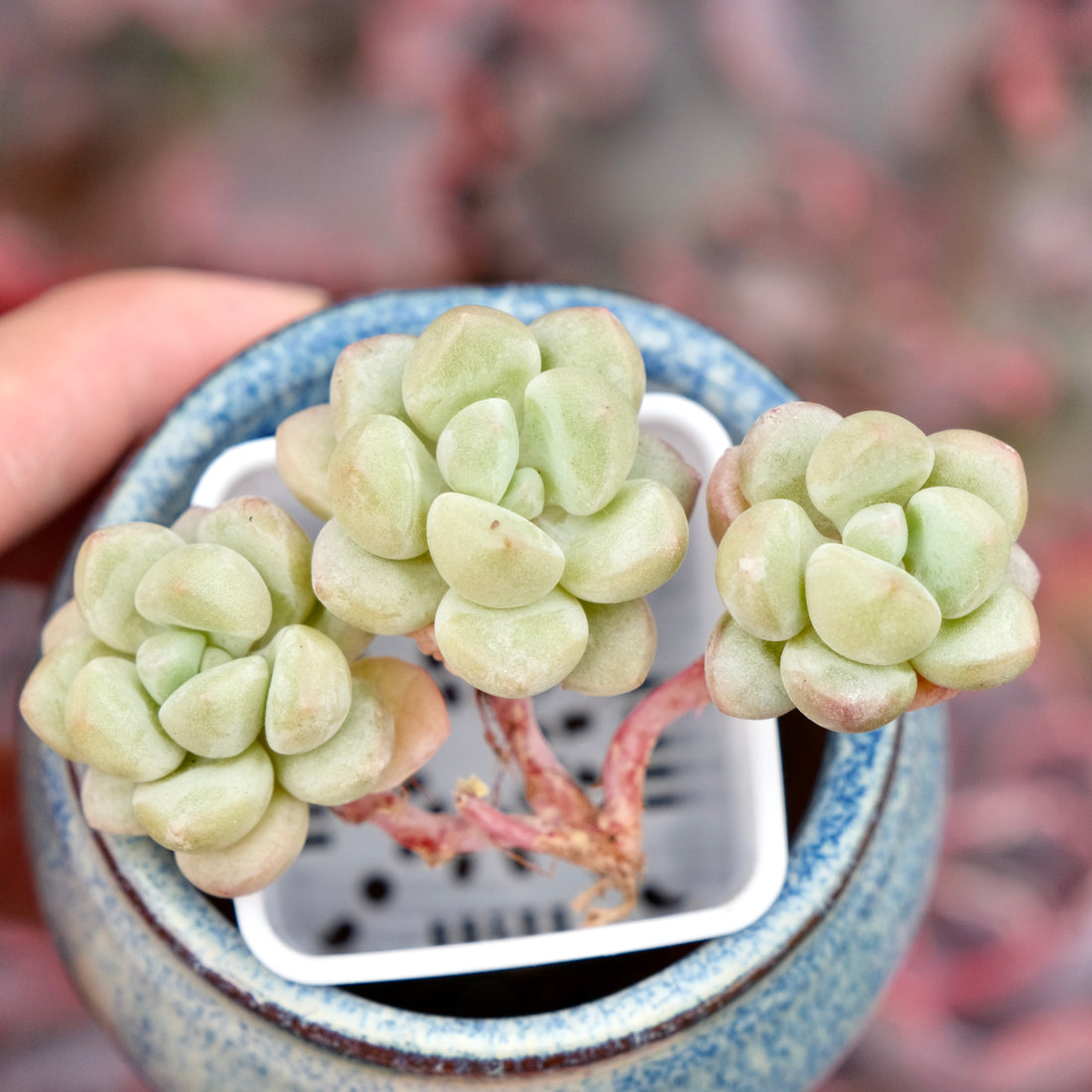 Graptosedum Bubble Gum Imported Succulent Plant