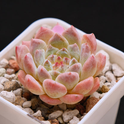 Echeveria Ice Soul Imported Succulent Plant *New* 秘境冰魄