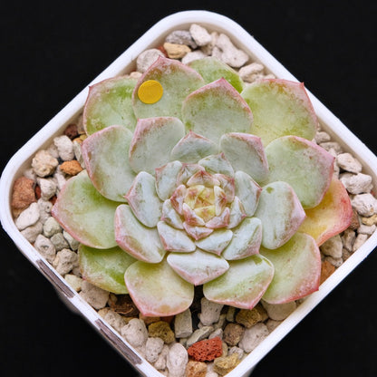 Echeveria Pink Jenny Korean Succulent Plant *New*