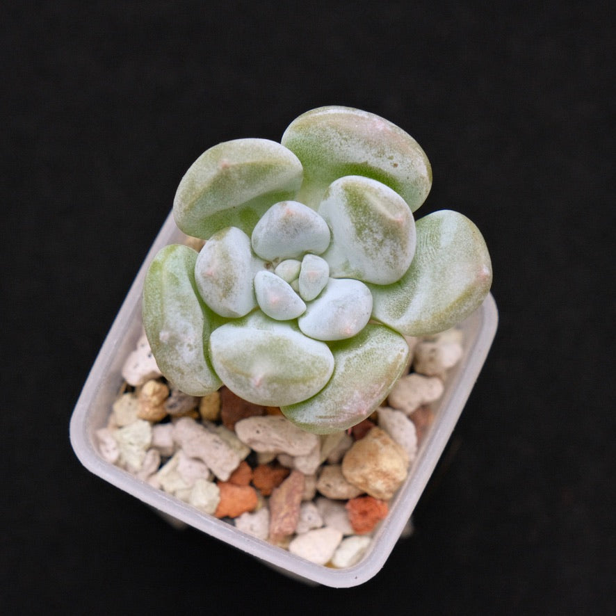 Pachyveria Gold Candy baby Korean Succulent Plant *New*