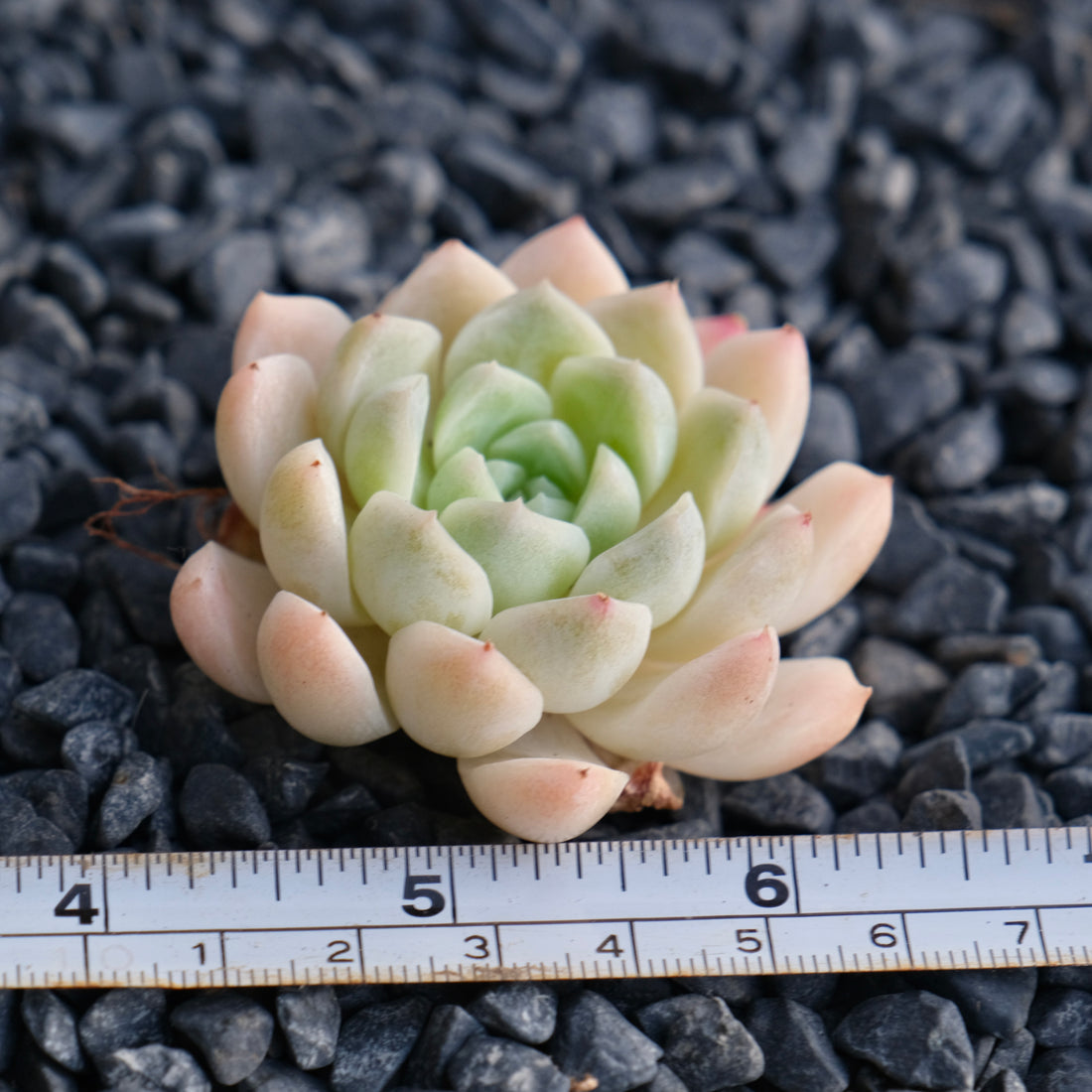 Mystery Hybrid Imported Succulent Plant
