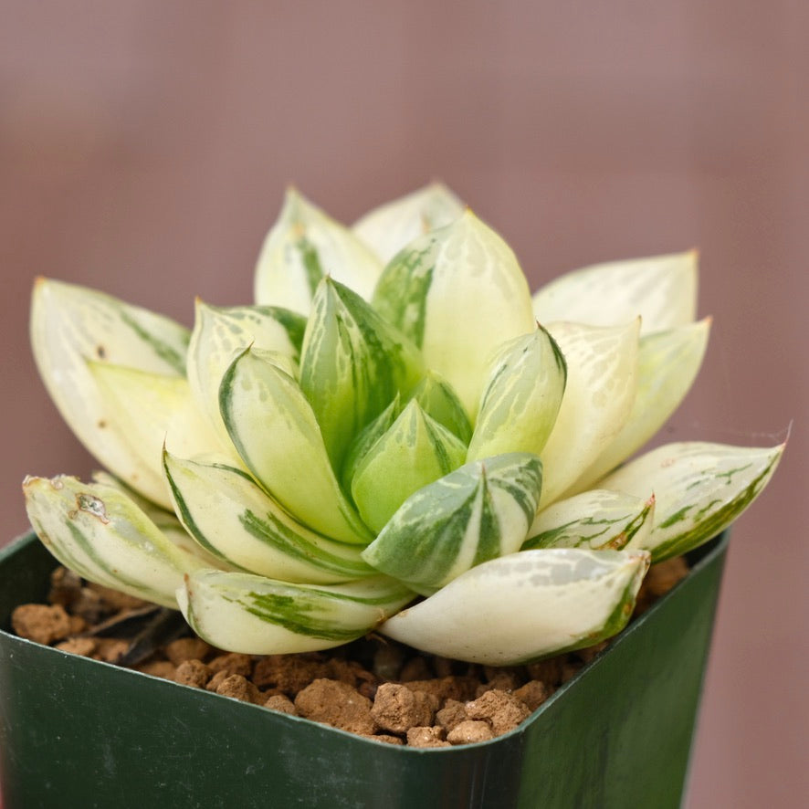 Variegated Haworthia cuspidata Succulent Plant