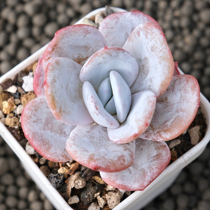 Echeveria laui Korean Succulent Plant