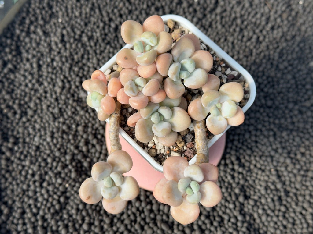 Graptosedum Snowflake Miul Imported Succulent Plant