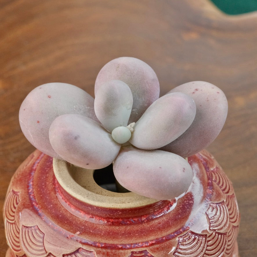 Pachyphytum Lumiere Korean Succulent Plant