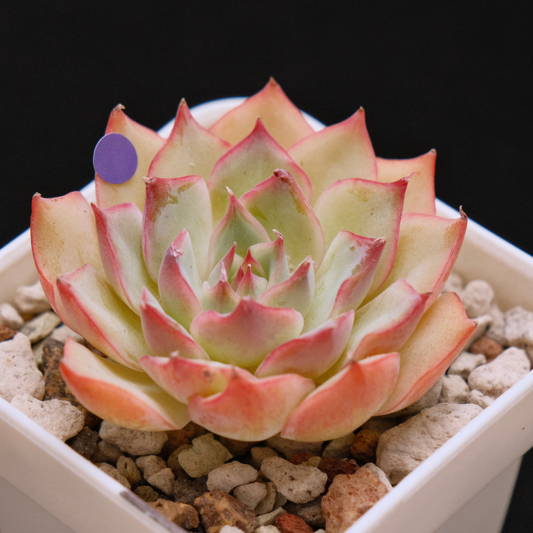Echeveria Pink Tips Korean Succulent Plant