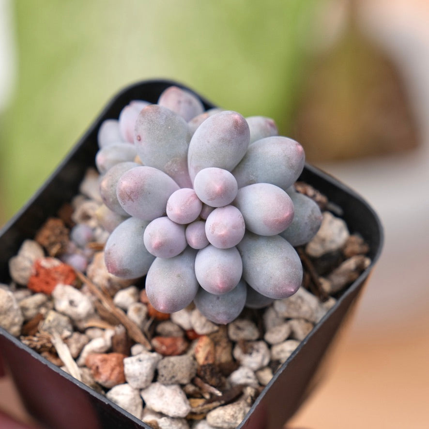 Pachyphytum Baby Fingers Korean Succulent Plant