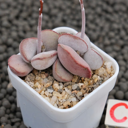 Adromischus Red Egg Imported Succulent Plant