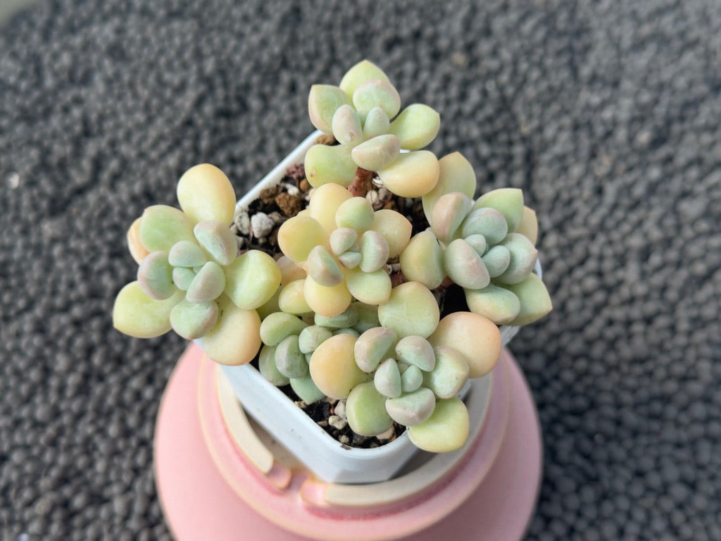 Graptosedum Bubble Gum Imported Succulent Plant