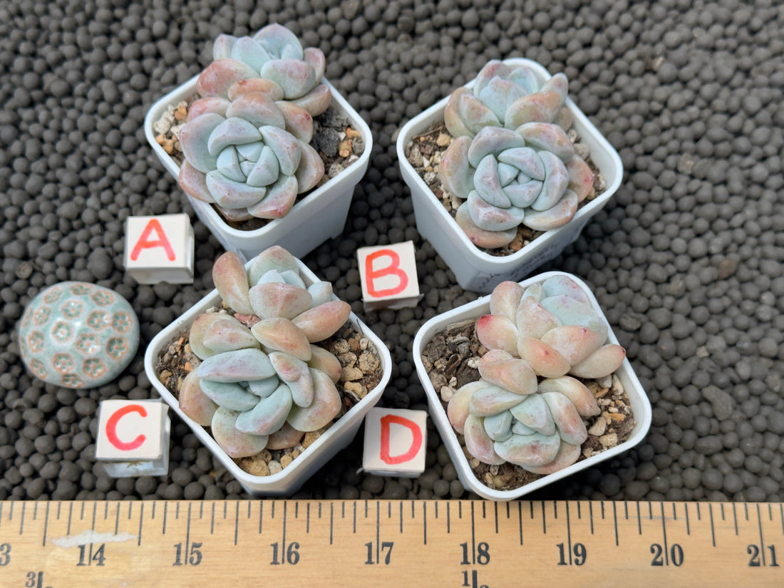 Echeveria Ice Green Imported Succulent Plant