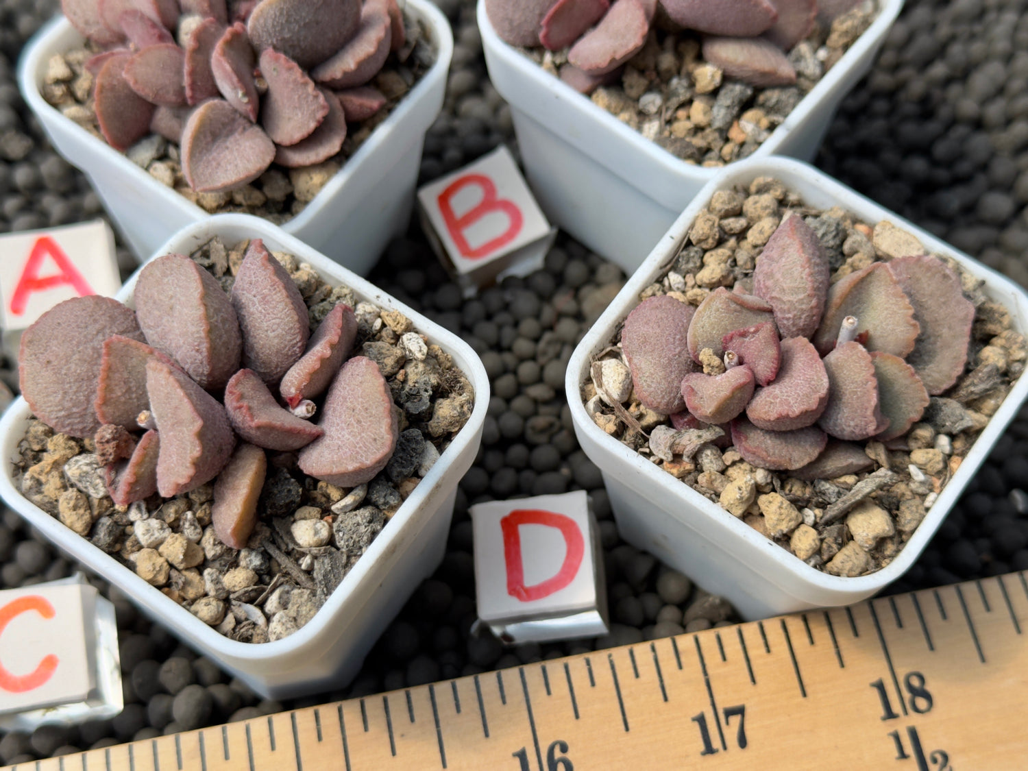 Adromischus &