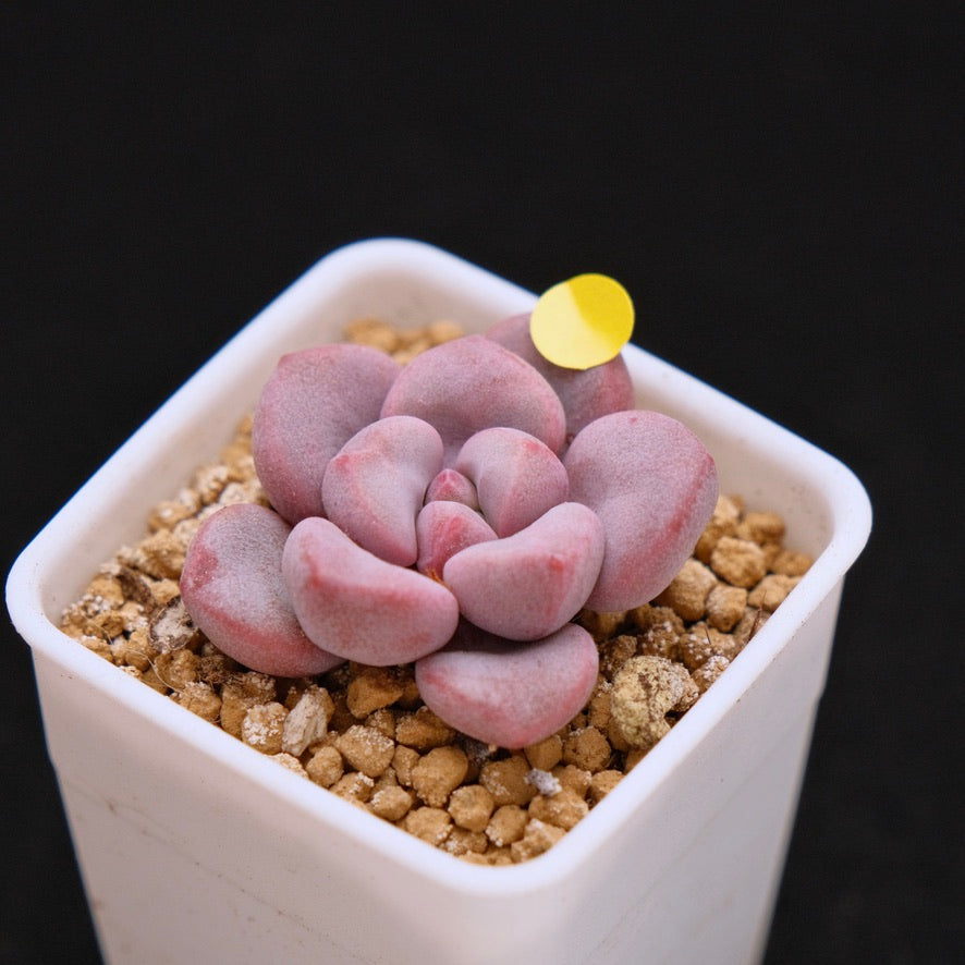 Graptopetalum Polari Heart baby Korean Succulent Plant