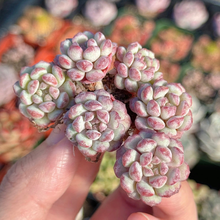 Graptoveria Pearl Bean Succulent Plant