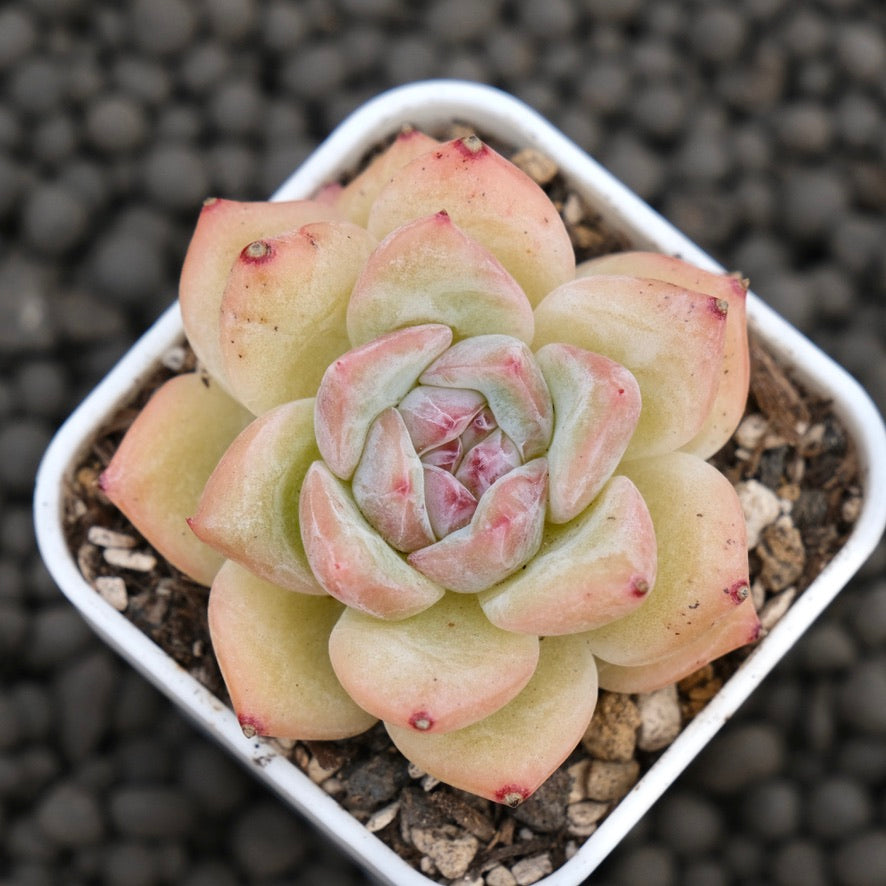 Echeveria Peach Fuzz Imported Succulent Plant