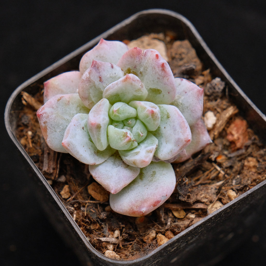 Small Monstrose Echeveria Bluebird Korean Succulent Plant