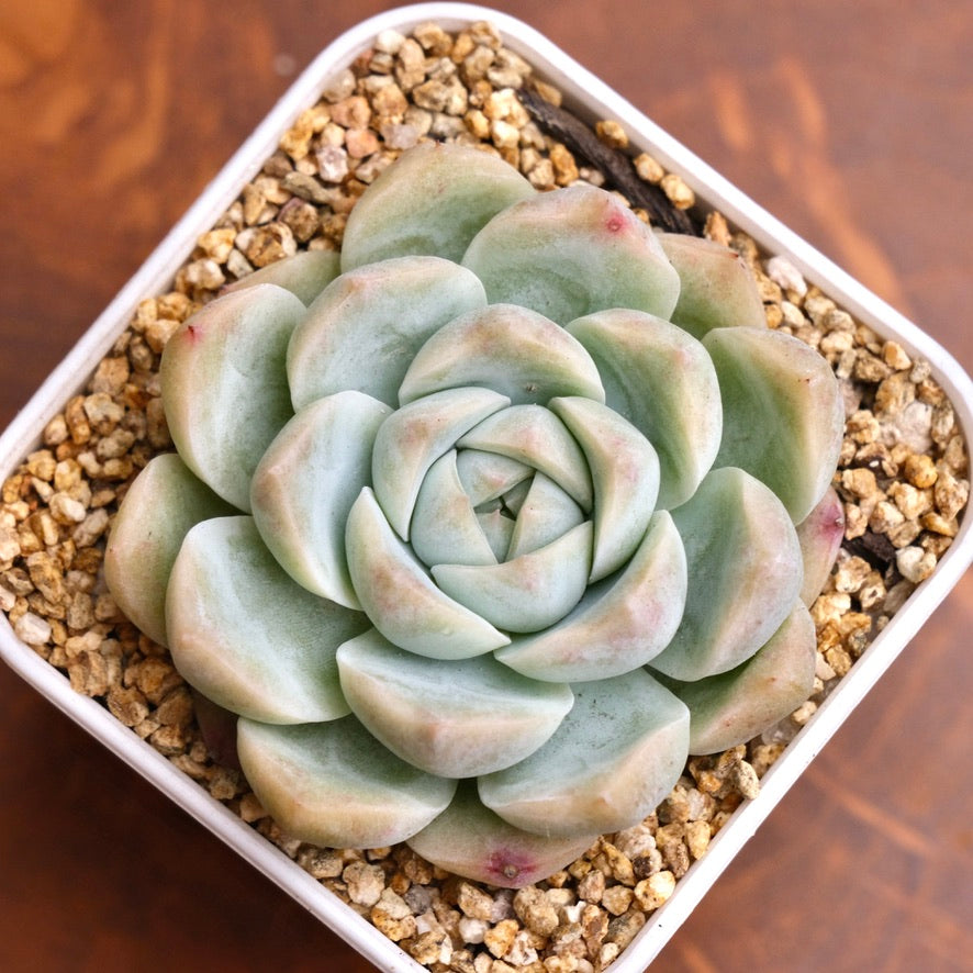 Echeveria hybrid Korean Succulent Plant