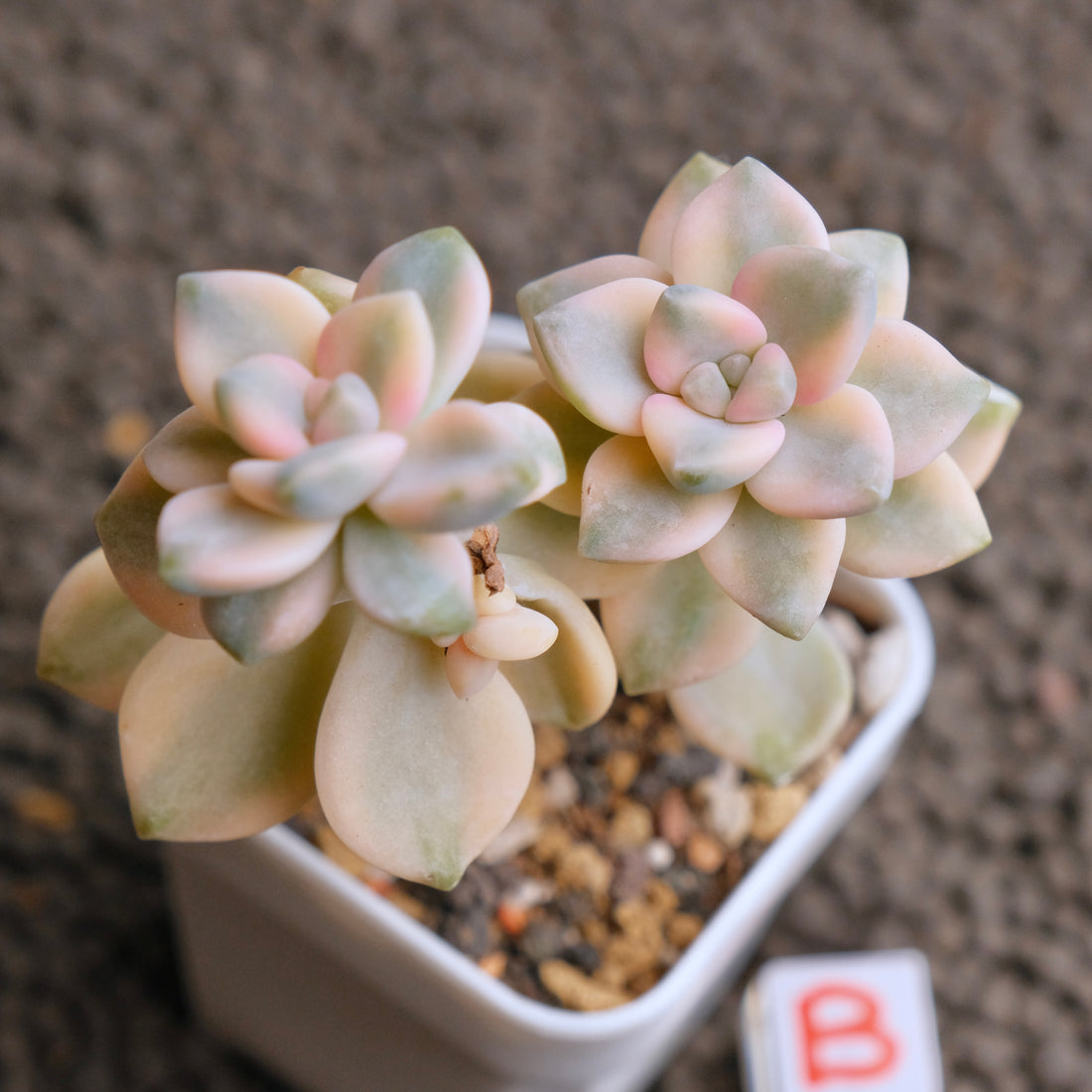 Graptoveria Titubans variegated Imported Succulent Plant - B