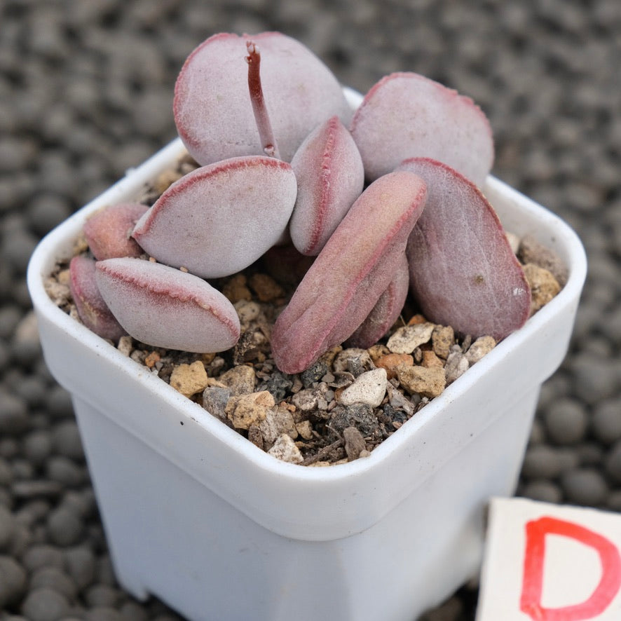 Adromischus Red Egg Imported Succulent Plant