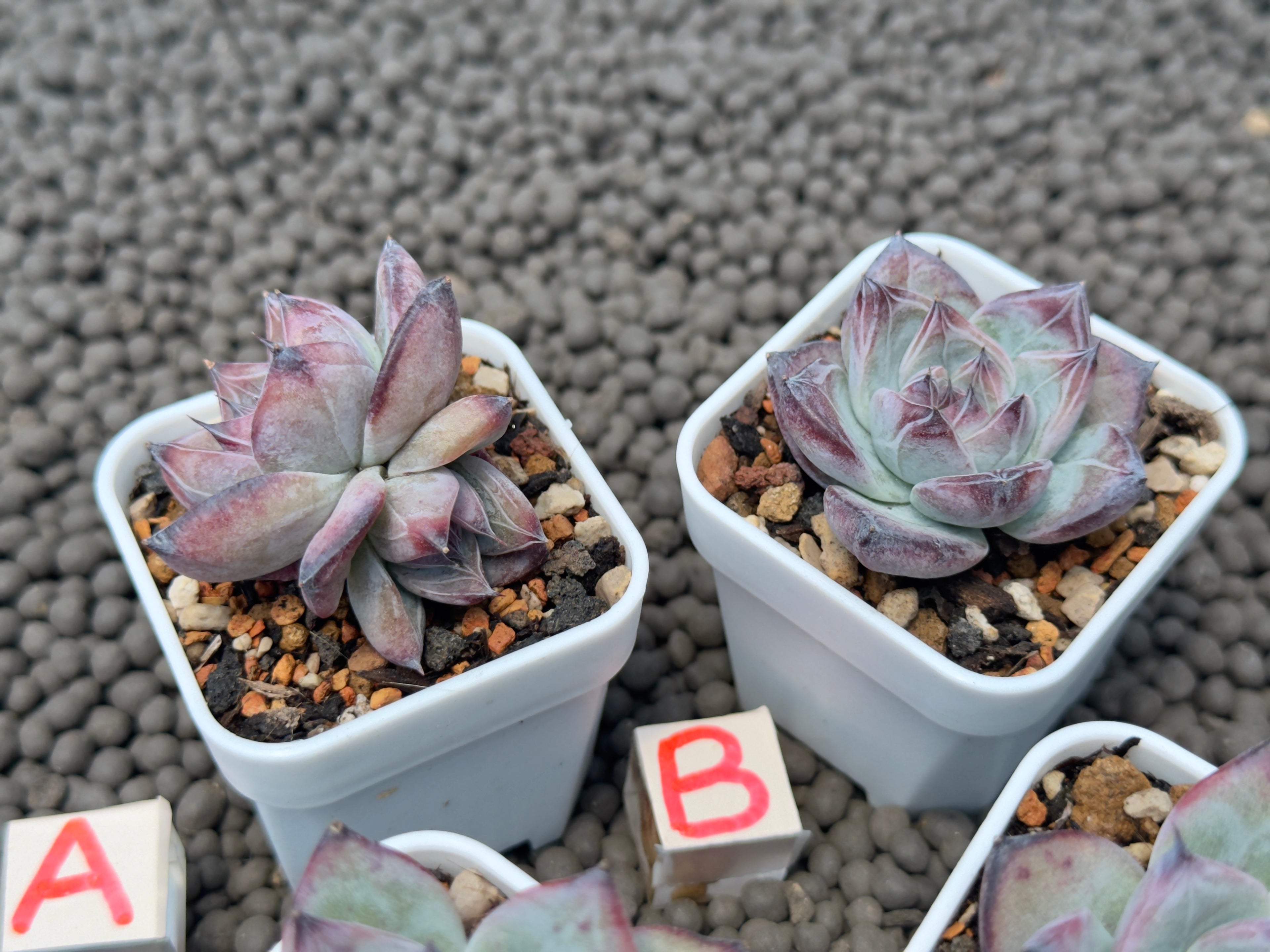 Echeveria Black Sabbath Korean Succulent Plant