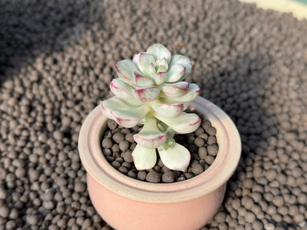 Variegated Echeveria Tango Korean Succulent Plant