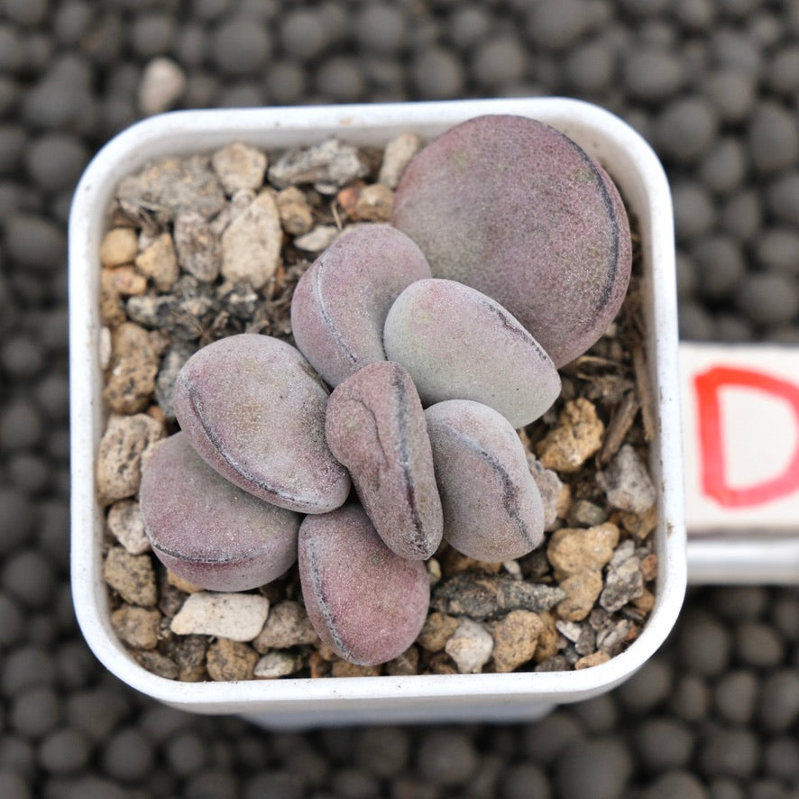 Adromischus Purple Ball Imported Succulent Plant