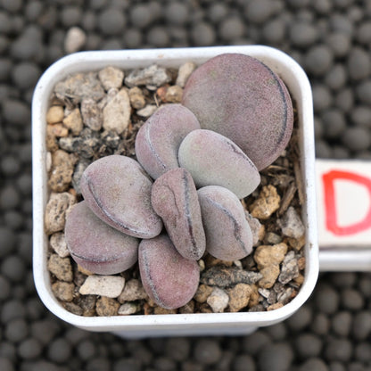 Adromischus Purple Ball Imported Succulent Plant