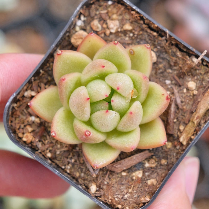 Echeveria Gilva Succulent Plant