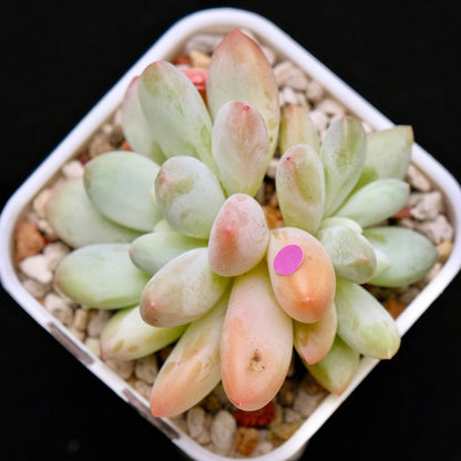 Pachyphytum Frevel Korean Succulent Plant