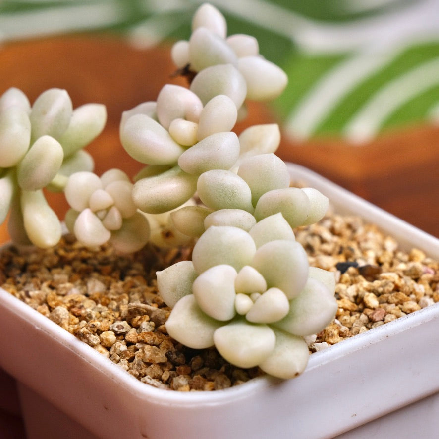 Variegated Graptopetalum Mendozae Succulent Plant