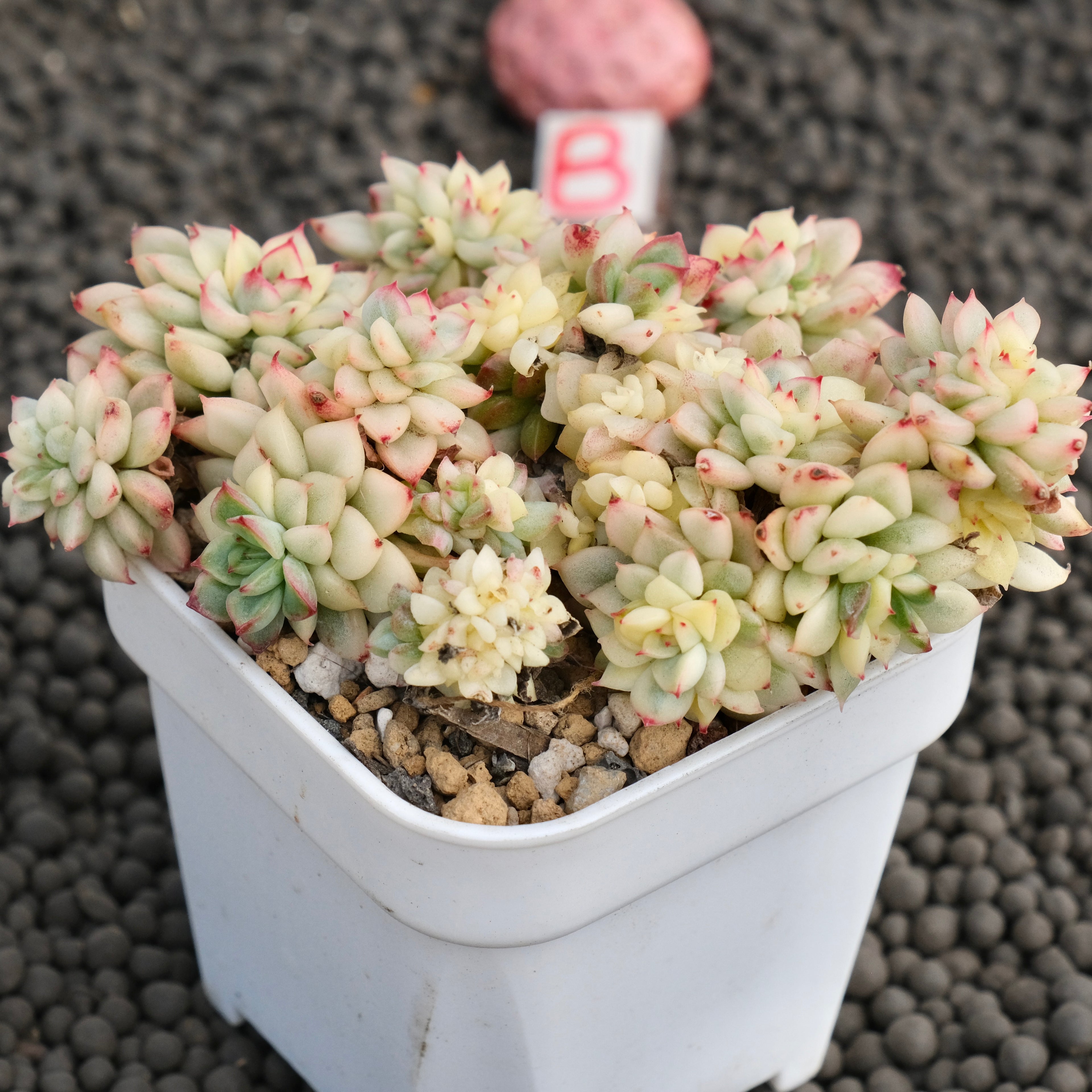 Variegated Echeveria Mebina Imported Succulent Plant