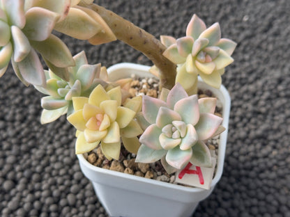 Variegated Graptosedum Ghosty Imported Succulent Plant