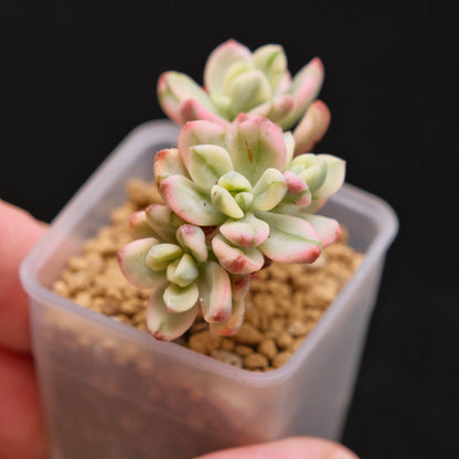 Variegated Sedeveria Satang baby Korean Succulent Plant