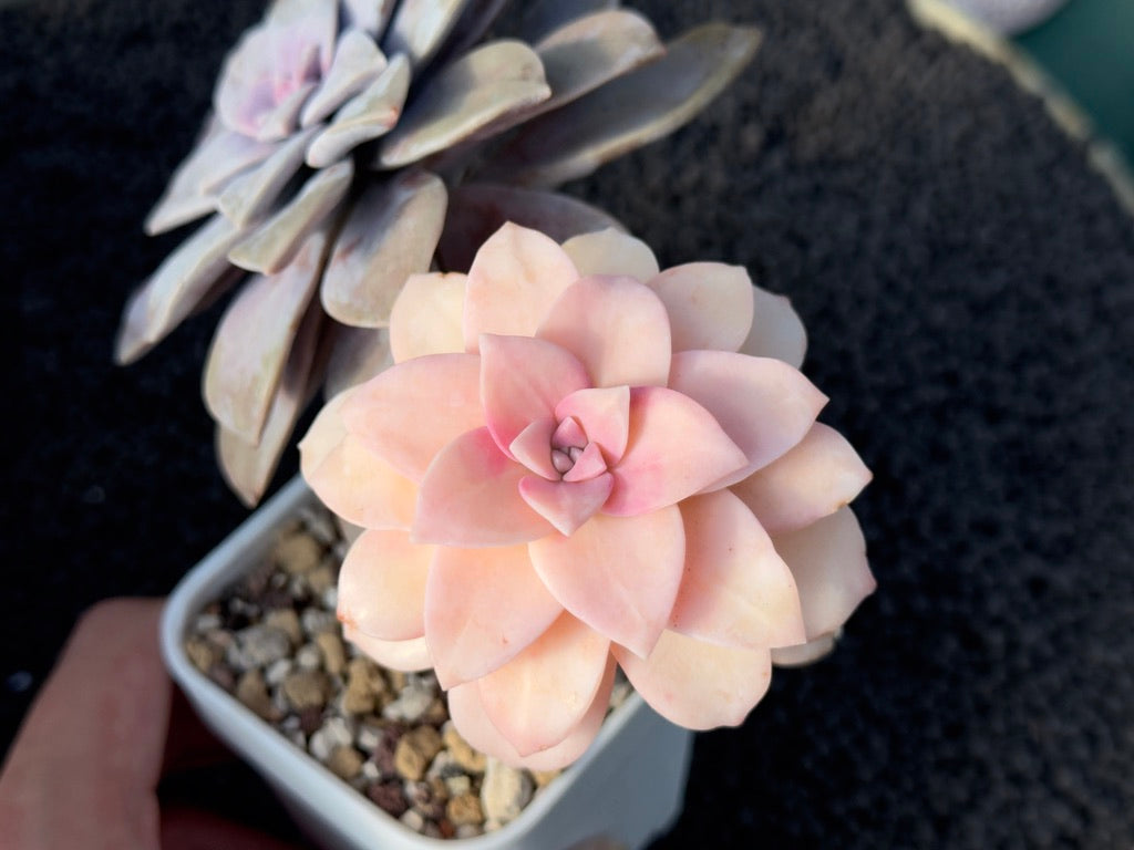 Variegated Graptopetalum Superbum Imported Succulent Plant