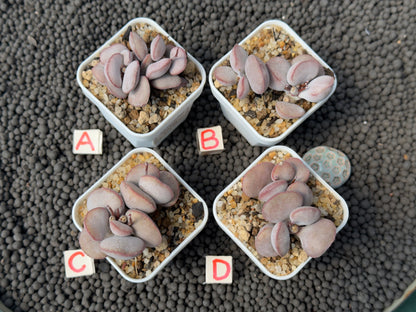 Adromischus Red Egg (L) Imported Succulent Plant